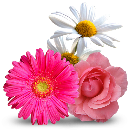 Organización de Eventos del Río